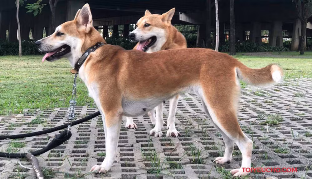 Dingo Đông Dương (Indochina Dingo) là một trong bốn loại chó đặc biệt của Việt Nam. Đây là một trong những giống chó cổ xưa, có nguồn gốc từ vùng núi phía bắc của Việt Nam và ở một số vùng thuộc bán đảo Đông Dương.
