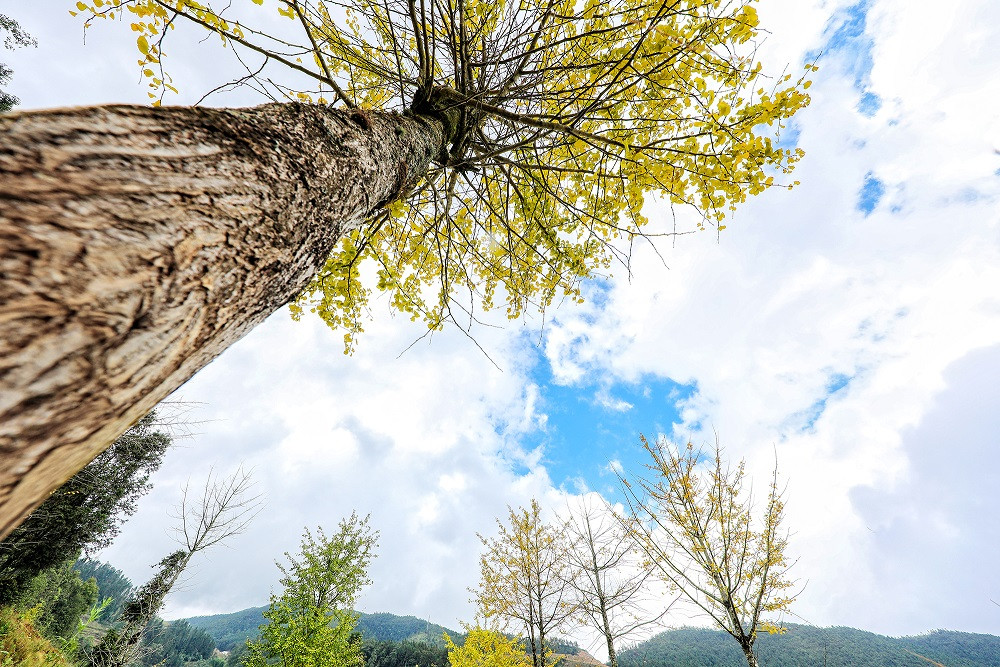 Ve cap treo giam nua, khong nen bo qua nhung trai nghiem tuyet dinh o Fansipan-Hinh-3