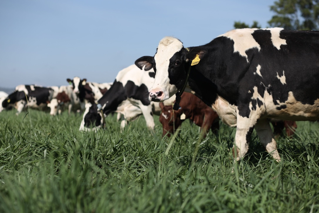 Bo sua tai resort cua Vinamilk cung... “an Tet“-Hinh-2