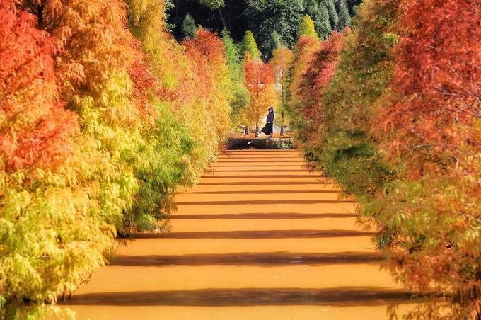 Dai Loan mua thu, di dau thuong ngoan mua la do?-Hinh-4