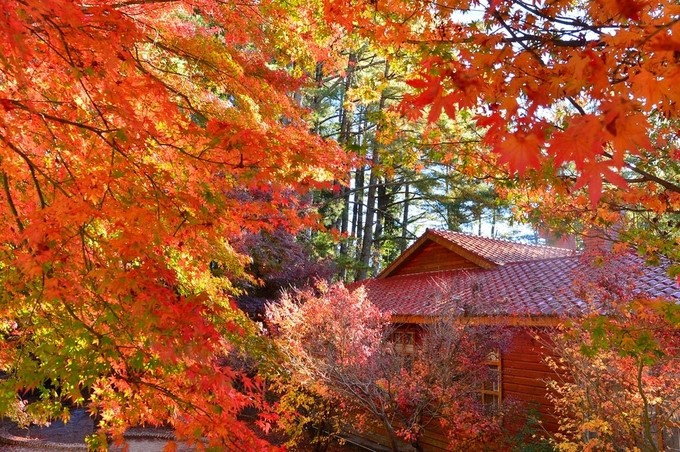 Dai Loan mua thu, di dau thuong ngoan mua la do?-Hinh-2