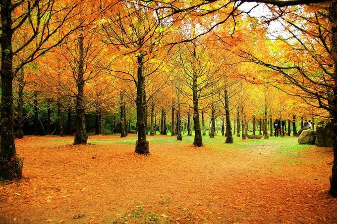 Dai Loan mua thu, di dau thuong ngoan mua la do?-Hinh-3