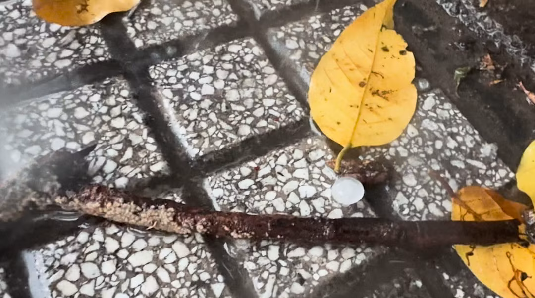 Tại các quận trung tâm Sài Gòn như quận 1, quận 3 trong cơn mưa bất ngờ xuất hiện mưa đá.