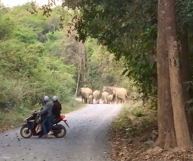 Đại diện Khu bảo tồn Thiên nhiên - Văn hóa Đồng Nai cho biết con voi con bị chết thuộc loài nguy cấp, quý hiếm cần được ưu tiên bảo vệ. Ảnh: Người đưa tin.