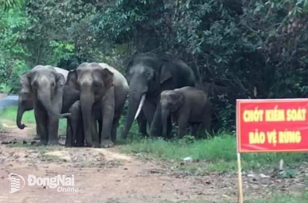 Tuy nhiên, việc tiếp cận hiện trường gặp nhiều khó khăn do voi mẹ và các cá thể voi khác liên tục bao quanh khu vực miệng giếng, dùng chân đạp đất lấp xuống nhằm cố gắng giải cứu voi con. Sau nhiều giờ, đàn voi rời đi thi lực lượng chức năng mới tiếp cận được khu vực. Tuy nhiên, con voi con chết. Ảnh: Đồng Nai Online.