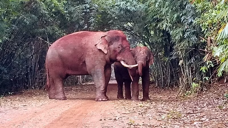 Đàn voi hoang dã tại tỉnh Đồng Nai gồm khoảng 25 - 27 cá thể. Theo ghi nhận, Đồng Nai có quần thể voi hoang dã lớn thứ hai cả nước, phân bố tại 3 khu vực rừng thuộc: Khu Bảo tồn thiên nhiên - văn hóa Đồng Nai, Vườn Quốc gia Cát Tiên và Công ty TNHH MTV Lâm trường La Ngà. Ảnh: Nhân dân.