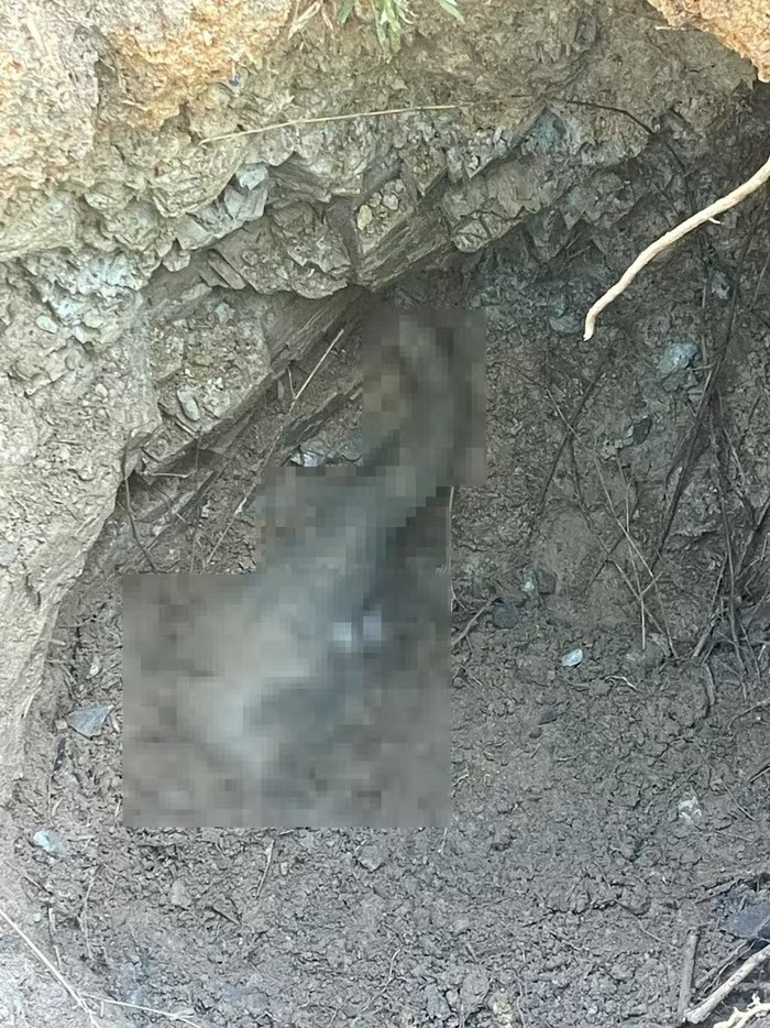 Nhận được tin báo từ người dân, Trạm Kiểm lâm Bà Kai thuộc Khu Bảo tồn Thiên nhiên - Văn hóa Đồng Nai đã tổ chức lực lượng vào hiện trường và huy động người dân, phương tiện để tổ chức cứu hộ cá thể voi con. Ảnh: Vietnamnet.