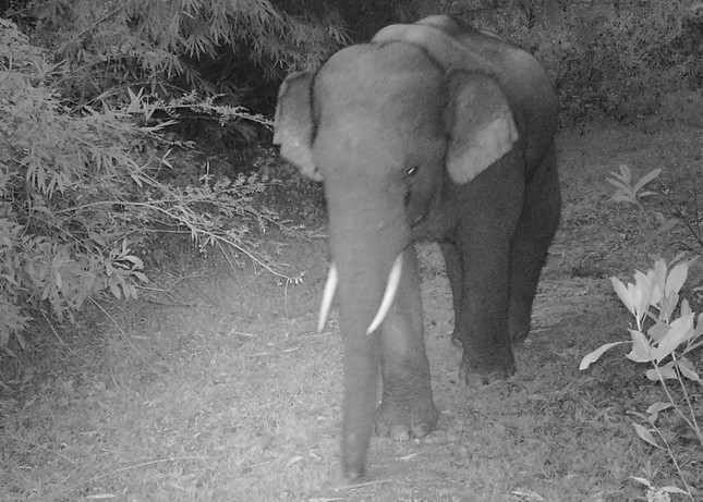 Thực hiện dự án khẩn cấp bảo tồn voi giai đoạn 2014 - 2020, tỉnh Đồng Nai đã xây dựng 75 km hàng rào điện qua các huyện Vĩnh Cửu, Định Quán và Tân Phú để ngăn đàn voi từ rừng ra khu vực dân cư, tránh xung đột giữa người và voi. Nhờ công tác bảo tồn tốt, số lượng cá thể voi tại Đồng Nai tăng lên trong thời gian qua. Ảnh: Tiền phong.