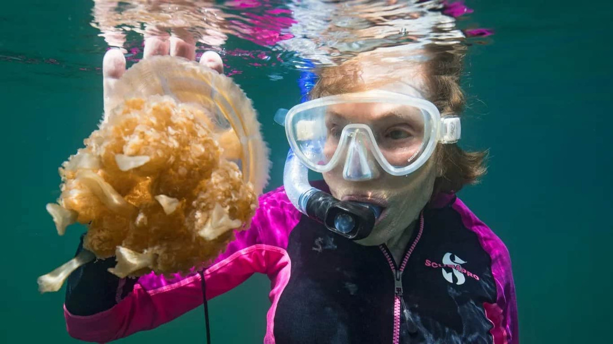 Hồ Sứa thông với đại dương qua những khe nhỏ trong lớp đá vôi ở Eil Malk nhưng vẫn được coi là một hệ sinh thái biệt lập. Hồ được hình thành vào cuối kỷ Băng hà cuối cùng cách đây khoảng 12.000 năm do băng tan và mực nước biển dâng cao. Ảnh: Kip Evans / Mission Blue.