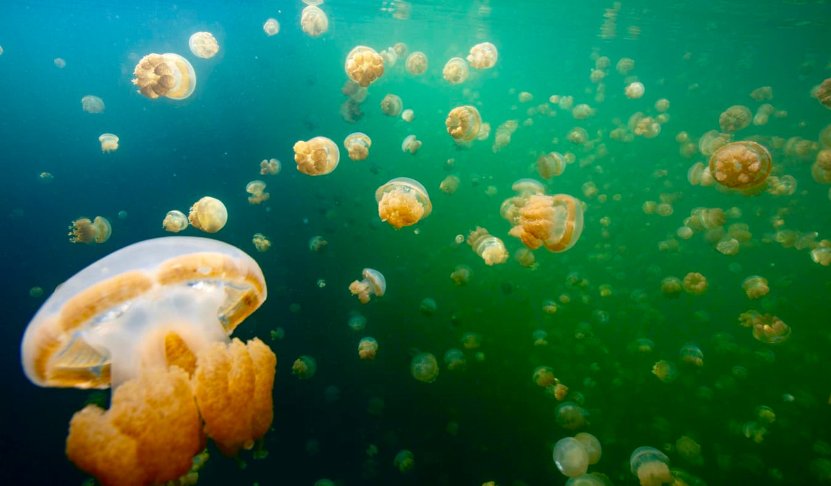 Sứa vàng có mối quan hệ cộng sinh với tảo đơn bào quang hợp cung cấp chất dinh dưỡng cho chúng để đổi lấy nơi sống. Sứa theo một mô hình di cư khác thường, bơi về phía Mặt trời mọc và lặn, luôn tránh các cạnh của hồ có hải quỳ ăn sứa (Entacmaea medusivora) ẩn nấp. Ảnh: nomadicmatt.