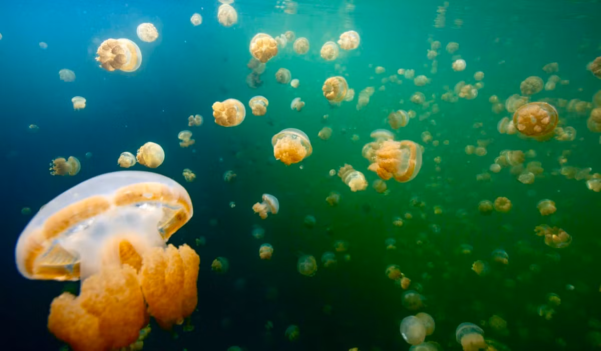 Sứa vàng có mối quan hệ cộng sinh với tảo đơn bào quang hợp cung cấp chất dinh dưỡng cho chúng để đổi lấy nơi sống. Sứa theo một mô hình di cư khác thường, bơi về phía Mặt trời mọc và lặn, luôn tránh các cạnh của hồ có hải quỳ ăn sứa (Entacmaea medusivora) ẩn nấp. Ảnh: nomadicmatt.