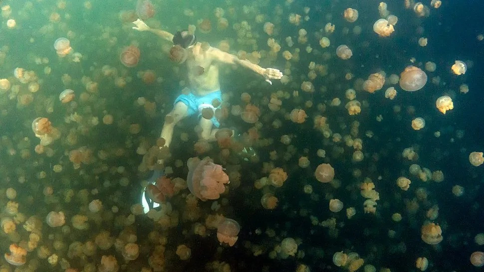 Theo các nhà nghiên cứu, hồ Sứa có cấu trúc phân tầng, chia thành các lớp riêng biệt. Sứa vàng sống ở lớp nước trên cùng, kéo dài từ bề mặt xuống khoảng 13m. Ở độ sâu từ 13 - 15 m, hồ chứa vi khuẩn màu hồng ngăn ánh sáng và oxy đến lớp dưới cùng của hồ, nằm ở độ sâu 15 - 30m. Ảnh: Benjamin Lowy/Getty Images.