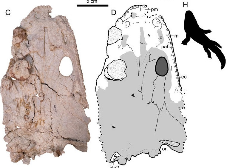 Hóa thạch của 19 con Buettnererpeton bakeri không có dấu vết bị dòng nước làm xê dịch khỏi vị trí ban đầu. Các cá thể Buettnererpeton bakeri bao gồm cả những con trưởng thành, "vị thành niên" và con non. Ảnh: Kufner et al., 2025, PLOS One, CC-BY 4.0.