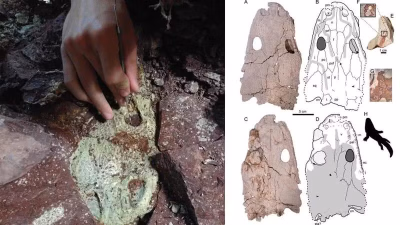 Kết quả kiểm tra niên đại cho thấy các hóa thạch tìm thấy ở Wyoming khoảng 230 triệu năm tuổi, tức giữa kỷ Tam Điệp. Các loài khủng long đầu tiên được cho là ra đời vào thời điểm này hoặc sau đó vài triệu năm. Ảnh: Dave Lovelace/Christian Pérez.