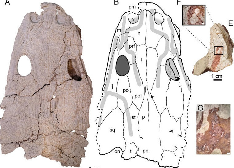 Tại "nghĩa địa" Nobby Knob, các hóa thạch của Buettnererpeton bakeri nằm chồng lên nhau. Từ đây, nhà địa chất học Kufner suy đoán những quái vật này có thể chết trong một khung thời gian hẹp. Chúng thuộc về một quần thể duy nhất và đã sinh sống nhiều năm tại khu vực này. Ảnh: Kufner et al., 2025, PLOS One, CC-BY 4.0.