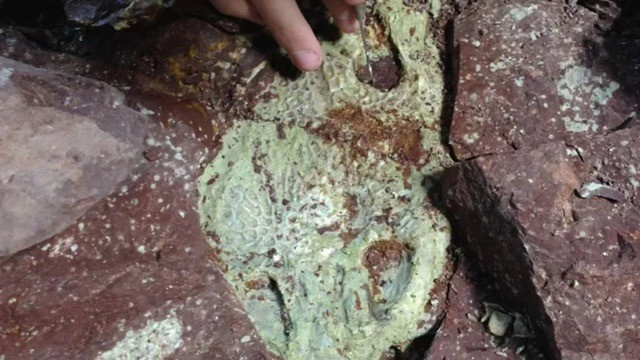 Các chuyên gia tìm thấy ít nhất 19 con Metoposaurus tại " nghĩa địa quái vật" tên Nobby Knob ở bang Wyoming, Mỹ. Nhà địa chất học Aaron Kufner thuộc Đại học Wisconsin và các cộng sự vô cùng vui mừng khi có khám phá quan trọng này. Ảnh: Dave Lovelace.