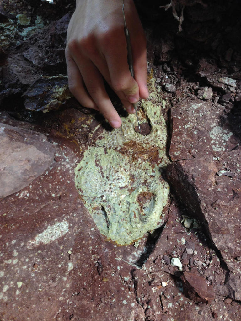 Đàn Buettnererpeton bakeri trên đã kiếm ăn và sinh sống tại khu vực Nobby Knob trong nhiều năm và dần dần chết đi. Bộ xương của chúng bị trầm tích mịn từ nhiều trận lũ liên tiếp chôn vùi, biến nơi đây thành một "nghĩa địa" của những quái vật to lớn. Ảnh: Dave Lovelace.