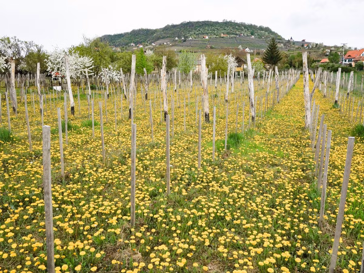 Với số lượng hiện vật có niên đại hàng ngàn tuổi, các nhà nghiên cứu xác định khu vực này có người sinh sống trong khoảng thời gian từ thế kỷ 13 trước Công nguyên đến thế kỷ 6 trước Công nguyên. Ảnh: vinography.