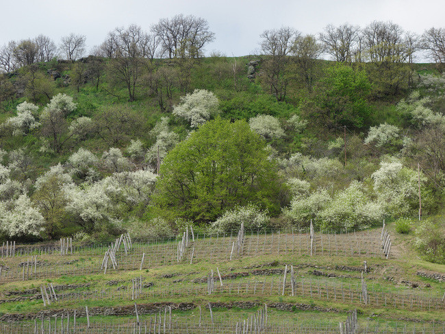 Những phát hiện trước đó gần Somló bao gồm các đồ tùy táng thời kỳ Đồ sắt sớm được tìm thấy trong các gò chôn cất đồ sộ khiến một số nhà nghiên cứu suy đoán các địa danh nổi bật như Somló là nơi nắm quyền lực của một nhóm các nhà lãnh đạo chiến binh ưu tú. Ảnh: vinography.