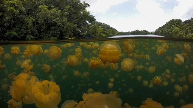 Hồ Sứa (Jellyfish Lake) là hồ nước mặn trên đảo Eil Malk ở Palau, chứa đầy sứa vàng - phân loài không tìm thấy ở bất kỳ nơi nào khác trên Trái Đất. Theo Quỹ Nghiên cứu Rạn san hô (CRRF), hồ Sứa là nơi sinh sống của khoảng 5 triệu con sứa mặc dù có những năm như 2005, số lượng sứa tại hồ vượt quá 30 triệu con. Ảnh: Benjamin Lowy/Getty Images.