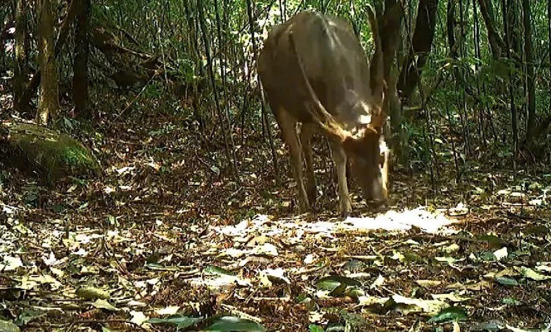Dat bay anh, loat dong vat cuc quy hiem lo dien tai Ha Tinh