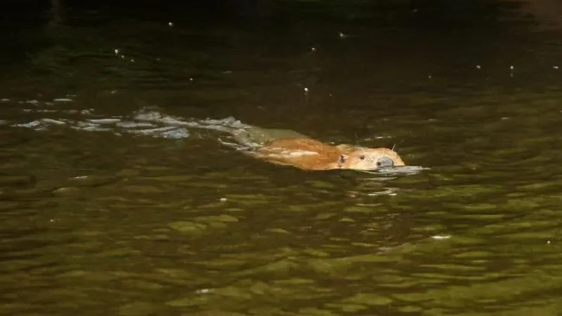 Loai vat tuyet chung 400 nam bong tai xuat than ky trong tu nhien