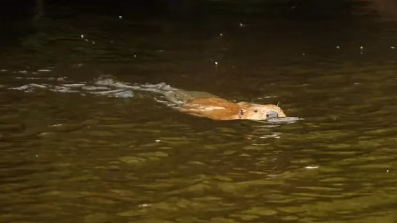 Loai vat tuyet chung 400 nam bong tai xuat than ky trong tu nhien