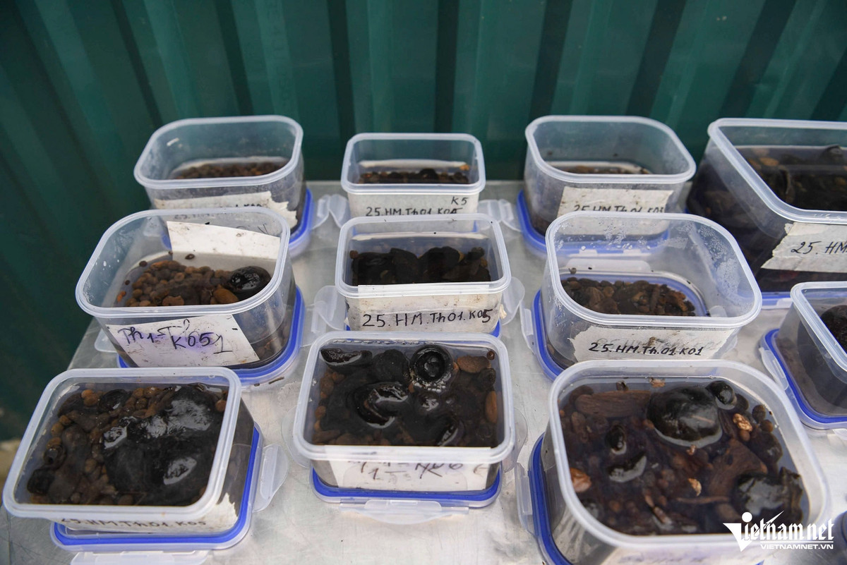 Căn cứ trên các tài liệu thuyền của Trung Quốc và thế giới, một số ý kiến cho rằng thuyền có niên đại trong khoảng từ thế kỷ 11 đến thế kỷ 14 (thời Lý - Trần) và không thể muộn hơn thế kỷ 15 và có ảnh hưởng kỹ thuật từ phía Nam lên. Ảnh: Vietnamnet.