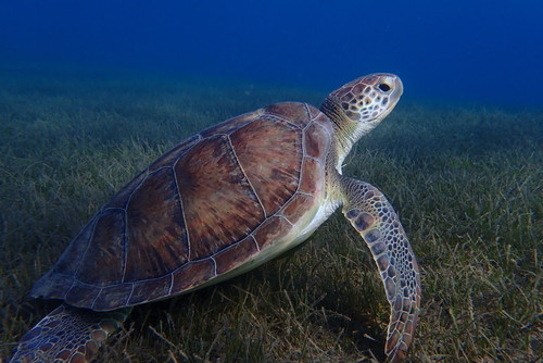 Tuy nhiên, một số cá thể rùa biển xanh có thể nặng tới 230 kg. Chiều dài mai của rùa trưởng thành khoảng 1 - 1,2m. Cá thể rùa biển xanh lớn nhất từng được ghi nhận có chiều dài mai 1,53m và nặng khoảng 395 kg. Ảnh: inaturalist.