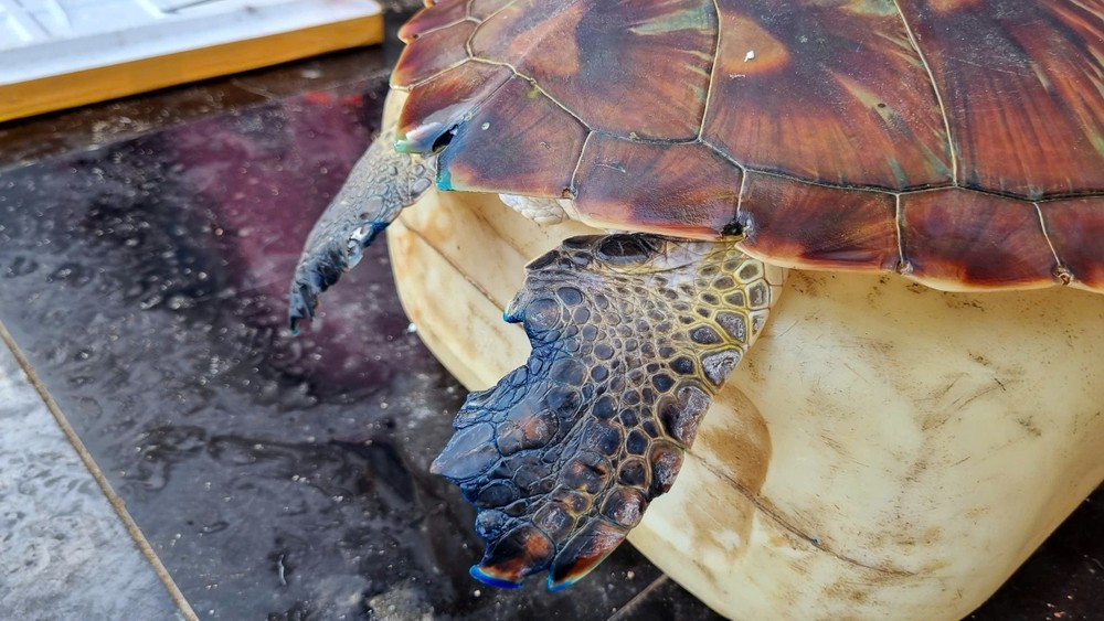 Rùa biển xanh là loài rùa biển lớn thứ hai thế giới, chỉ sau rùa da (Dermochelys coriacea). Khi trưởng thành, mỗi cá thể rùa biển xanh nặng khoảng 68 - 190 kg. Ảnh: Tiền phong.