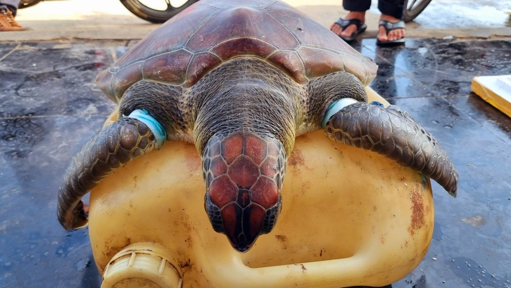 Sau khi đưa con rùa biển xanh lên tàu, anh Minh dùng dao cắt tấm lưới đang siết chặt cơ thể. Nhận thấy 2 chi trước bị lưới siết chặt lõm thịt, vết thương nặng và 2 chi sau bị trầy xước vì vùng vẫy thoát khỏi tấm lưới, anh Minh nhanh chóng thông báo cho Ban quản lý Khu bảo tồn biển Lý Sơn để tiếp nhận, điều trị vết thương cho cá thể rùa quý hiếm trên. Ảnh: Tiền phong.