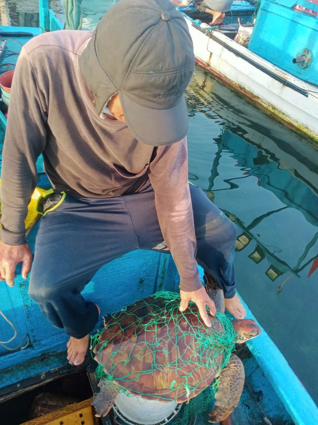 Vào ngày 5/5, lãnh đạo Ban quản lý Khu bảo tồn biển Lý Sơn (huyện Lý Sơn, tỉnh Quảng Ngãi) xác nhận một cá thể rùa biển xanh mắc “lưới ma” (thuật ngữ chỉ tấm lưới thải do ngư dân vứt xuống biển) bị thương rất nặng, đã được ngư dân Ngô Văn Minh phát hiện và giải cứu. Ảnh: Tiền phong.