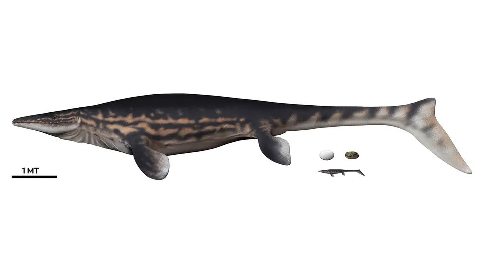 Nhà cổ sinh vật học Clarke cho biết trứng có vỏ mềm gần như hoàn chỉnh. Đây là một trong những hóa thạch quả trứng động vật lớn nhất từng được tìm thấy trên Trái đất. Ảnh: Francisco Hueichaleo, 2020.