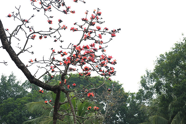 Những bông hoa đỏ rực như đốm lửa, rực rỡ cả một góc trời.