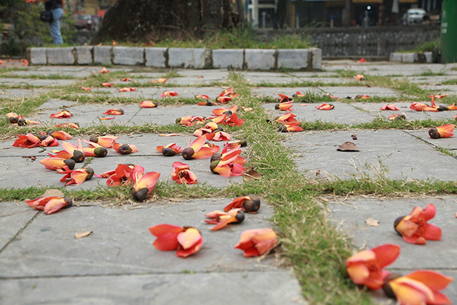 Hoa gạo được ví là loài hoa gây thương nhớ ở phố thị mỗi độ tháng ba. 