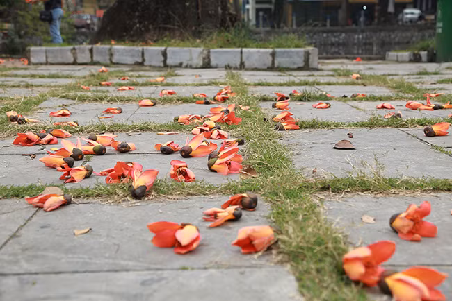 Hoa gạo được ví là loài hoa gây thương nhớ ở phố thị mỗi độ tháng ba. 