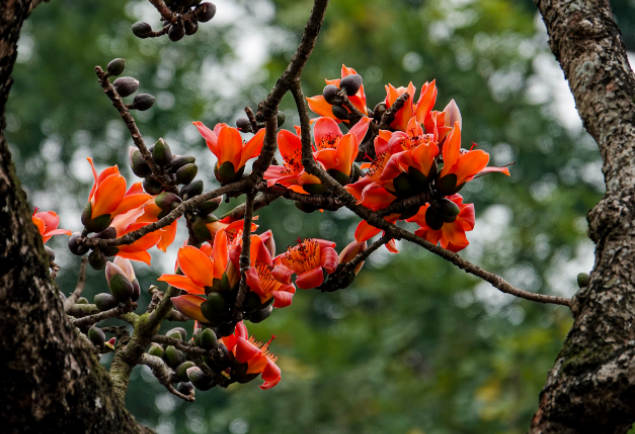 Hoa gạo nở có 5 cánh, mùa hoa kéo dài gần một tháng và rụng dần trước khi cây ra lá non.