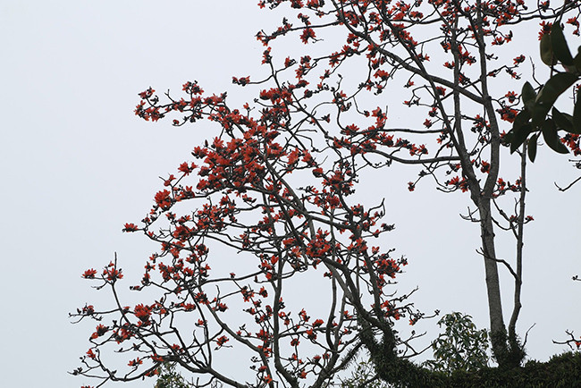 Khi mùa hoa đến, cây rụng hết lá, chỉ có những bông hoa đỏ rực trên cành. 