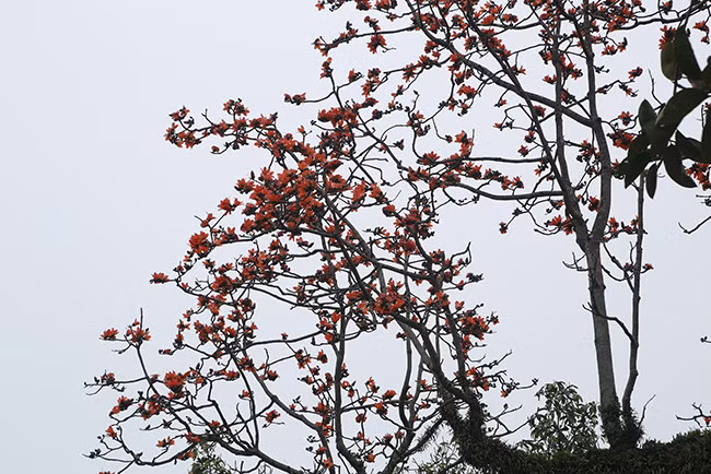 Khi mùa hoa đến, cây rụng hết lá, chỉ có những bông hoa đỏ rực trên cành. 