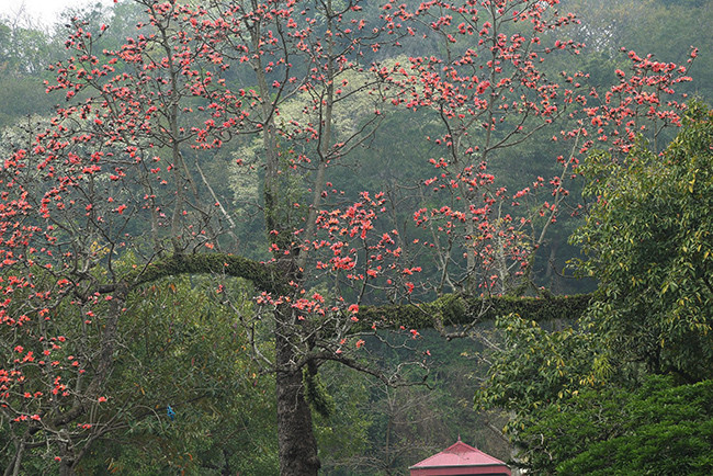 Hoa gạo nở đỏ rực cả vùng trời chùa Thầy Hoa gao no do ruc ca vung troi chua Thay
