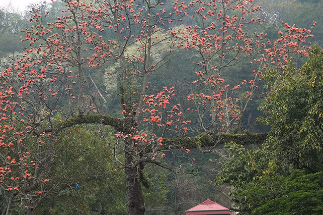 Hoa gao no do ruc ca vung troi chua Thay