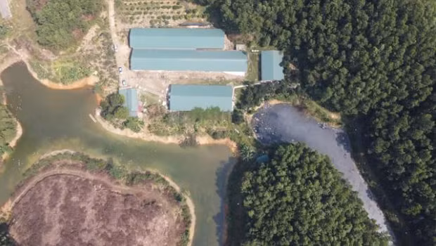 Thanh Hóa: Xử phạt chủ trại lợn xả thải trái phép ra môi trường Thanh Hoa: Xu phat chu trai lon xa thai trai phep ra moi truong