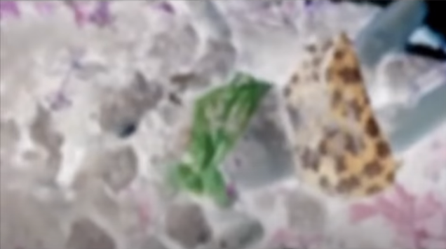 Kết quả khám nghiệm hiện trường, khám nghiệm tử thi cho thấy, cháu HQuyên chết do bị vật cứng đập vào đầu gây vỡ sọ, tổn thương não dẫn đến tử vong. Đặc biệt, nhiều dấu vết để lại trên cơ thể cũng cho thấy bé HQuyên có dấu hiệu bị cưỡng hiếp trước khi bị giết.