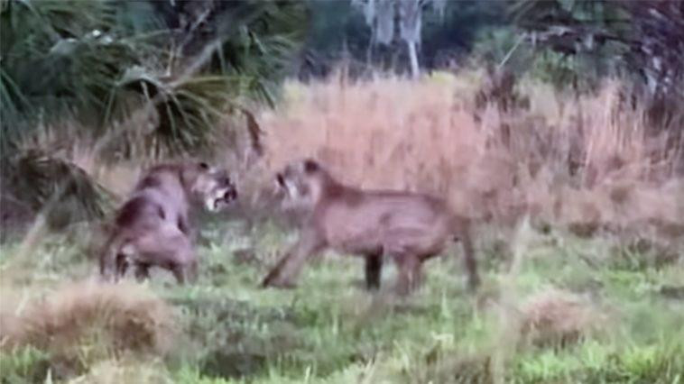 Dai chien gianh lanh tho cua bao Florida bong nhien gian doan boi nhan vat nay