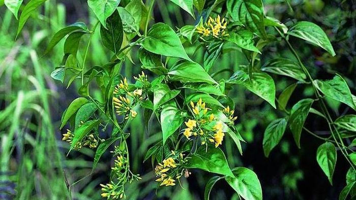  Bị mẹ mắng vì giành điện thoại chơi game, 2 anh em ăn lá ngón tự tử: Tối 18/11, tranh giành điện thoại chơi game, hai anh em ruột gồm H.V.T. (16 tuổi) và H.T.T.T. (14 tuổi, cùng trú xã Trà Nam, huyện Nam Trà My, tỉnh Quảng Nam) xảy ra cãi vã. Bị mẹ la mắng, cả hai ra sau vườn nhà hái lá ngón ăn, tự tử. 