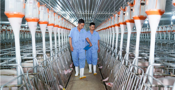 Chăn nuôi 3F lợi nhuận sụt giảm nghiêm trọng, BAF kinh doanh thế nào? - Hình 2 Chan nuoi 3F loi nhuan sut giam nghiem trong, BAF kinh doanh the nao?-Hinh-2