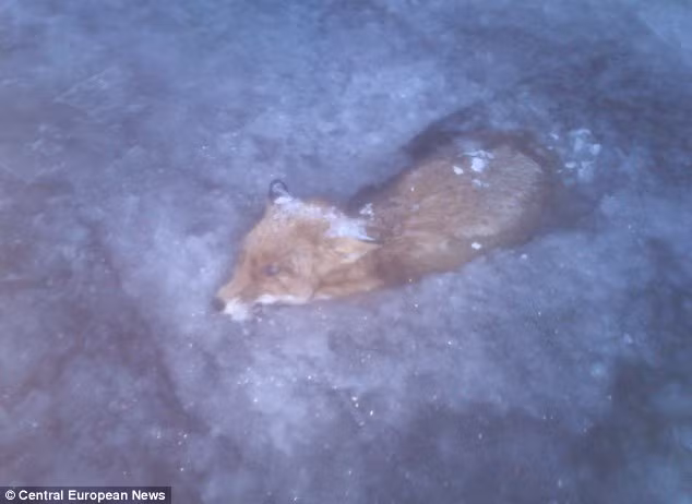 Cái chết thảm khốc của cáo đỏ được một vận động viên trượt băng phát hiện ra.