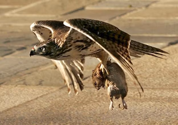 Trong thực tế, chim ưng là một trong những loài chim săn mồi đáng sợ nhất, danh tiếng của chúng chỉ đứng sau đại bàng. (Nguồn Sina)