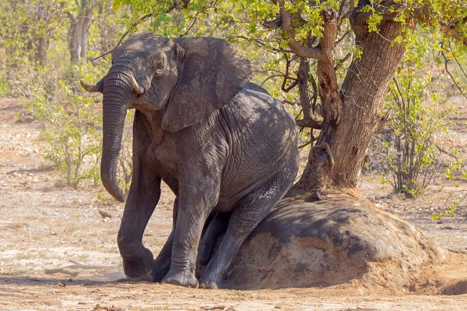 Nó bất chấp ánh nhìn trêu chọc của du khách, hành động như đang ở chốn không người. Cuối cùng, tất cả bộ phận nhạy cảm cùng hành động khiếm nhã của con vật đều bị phơi bày trước ống kính máy ảnh. (Nguồn Sina)