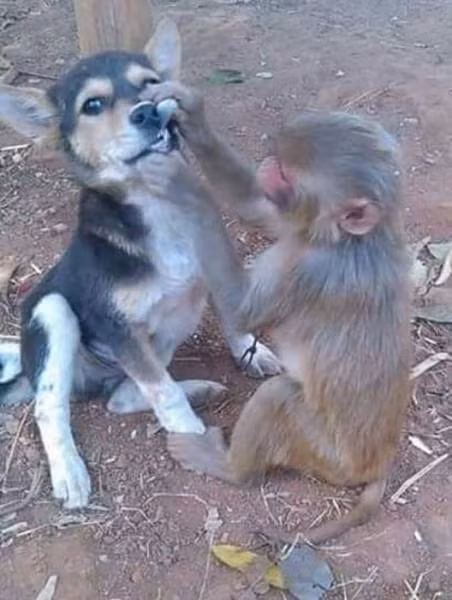 Tuy rằng khác loài nhưng chú chó này lại rất thân thiết với khỉ, thậm chí còn thoải mái để khỉ nhỏ khám răng cho mình mà không chút phản kháng. (Nguồn Sina)